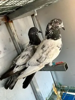 Pigeons
