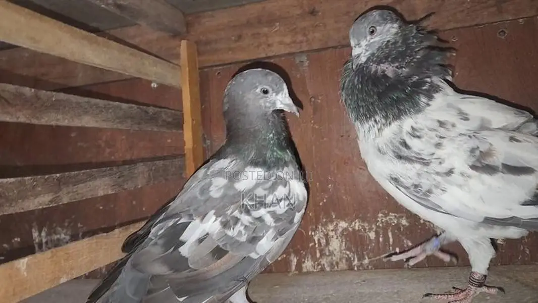 Pigeons