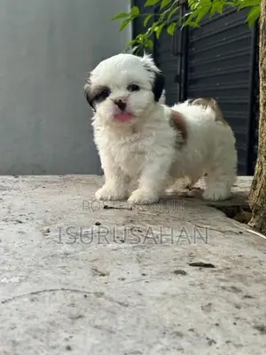 Shih Tzu Puppies