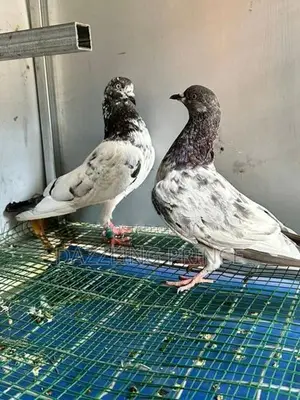 Pigeons