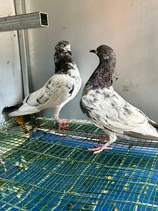 Pigeons