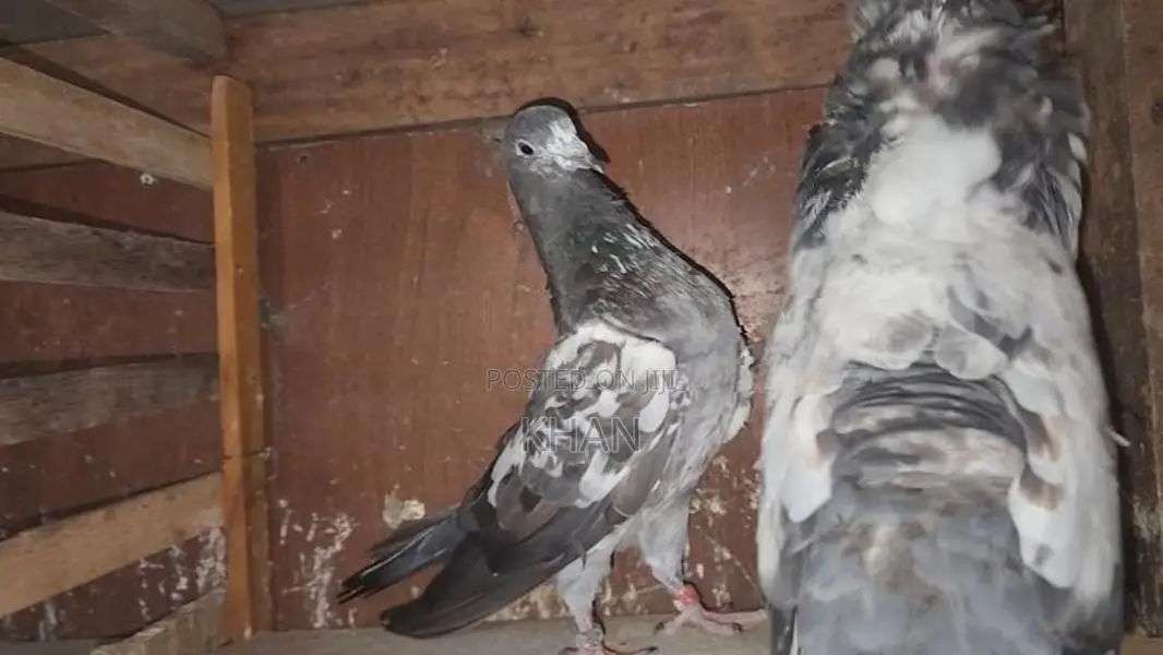 Pigeons