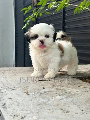 Shih Tzu Puppies