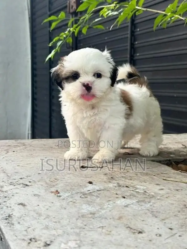 Shih Tzu Puppies