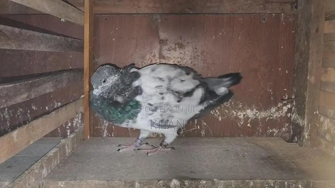 Pigeons