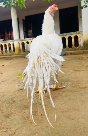 Parrot Beak Aseel Rooster