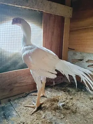 Parrot Beak Aseel Rooster
