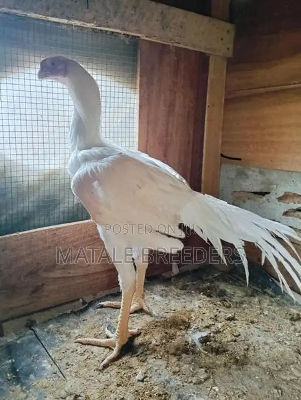 Parrot Beak Aseel Rooster