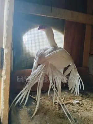 Parrot Beak Aseel Rooster