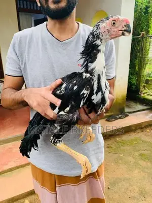 Parrot Beak Aseel Rooster