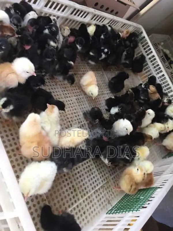 Country Chicks