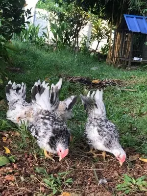 Japanese Bantam