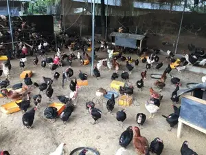 Country Chicks