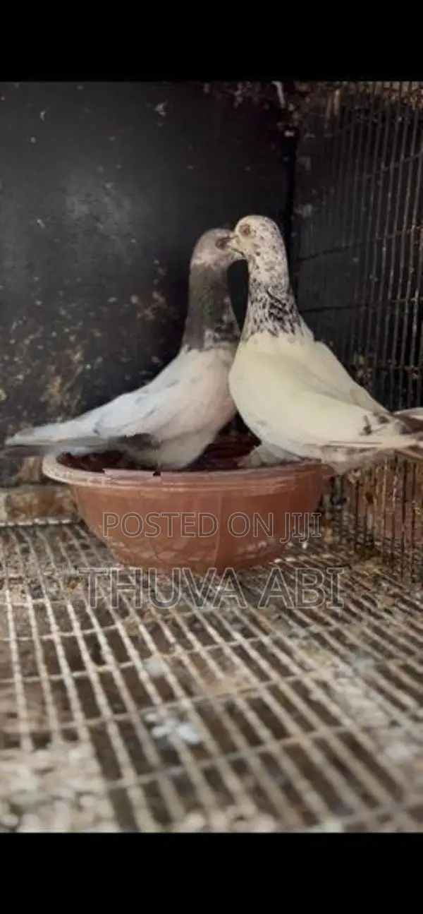 Pigeons