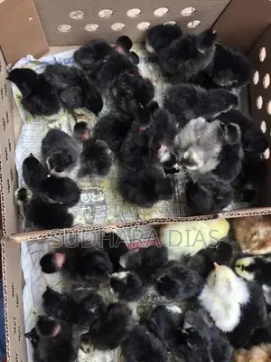 Country Chicks