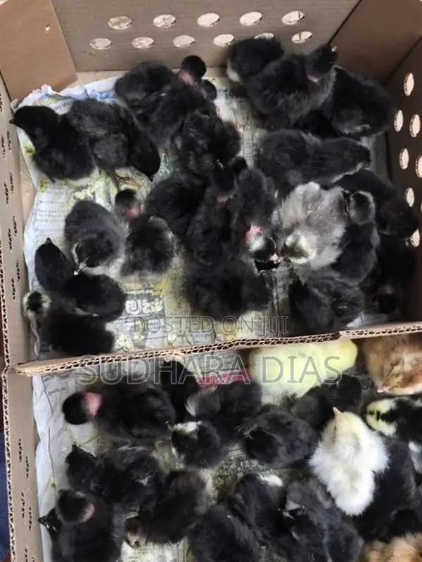 Country Chicks