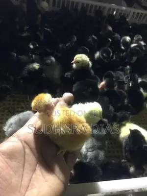 Country Chicks