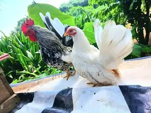 Japanis Bantom Chicken