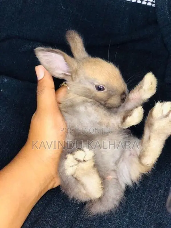 Rabbits