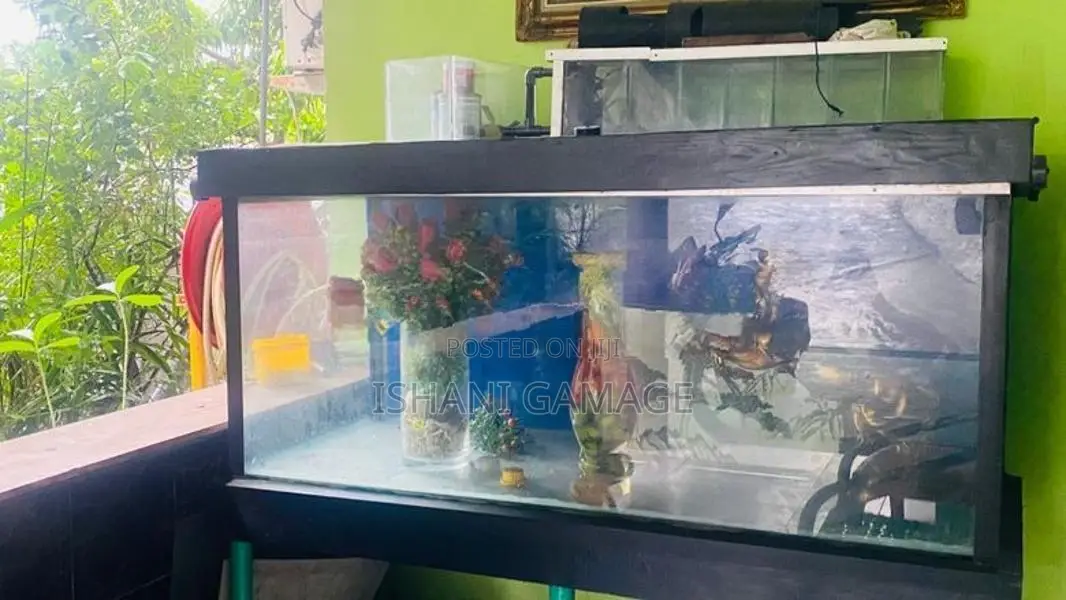 විශාල වීදුරු මාලු ටැංකි