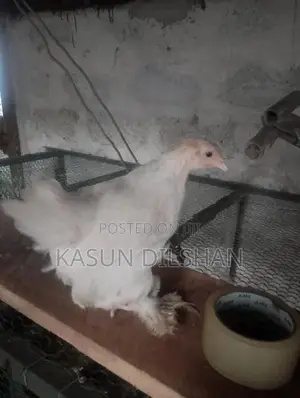 Brahma Chicks