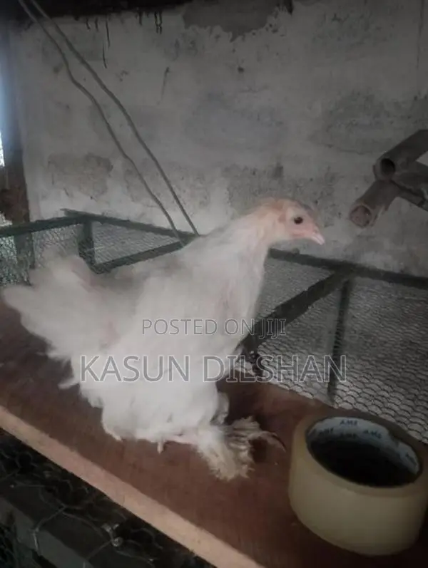 Brahma Chicks