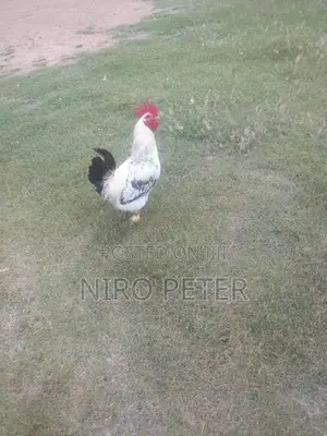 Country Chicken