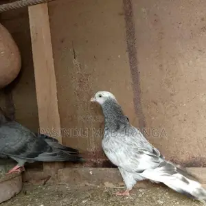 Pigeon