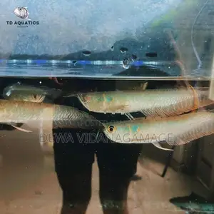 Silver Arowana