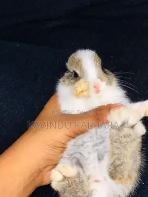 Rabbits