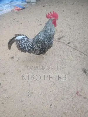 Country Chicken