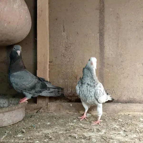 Pigeon