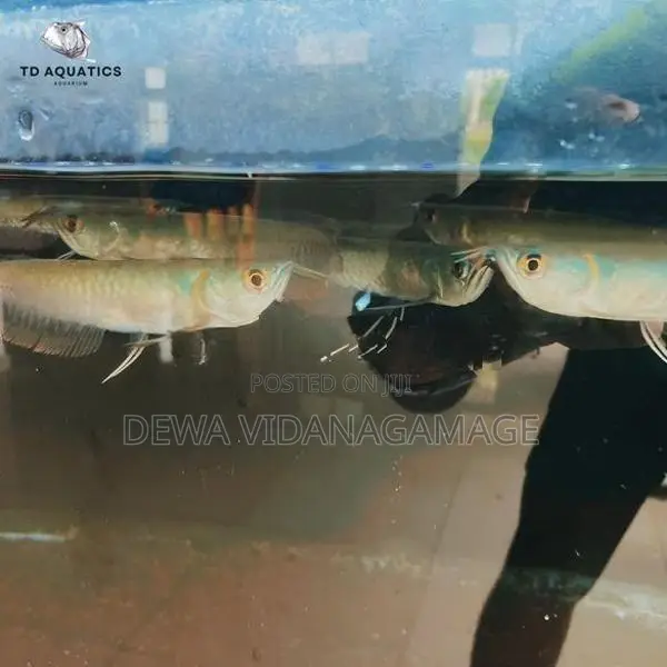 Silver Arowana