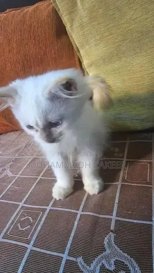 Persian