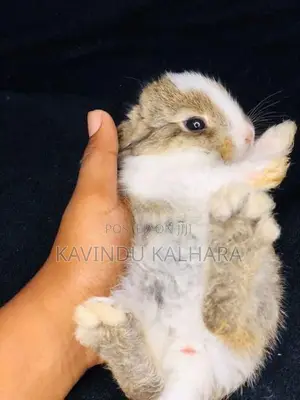 Rabbits