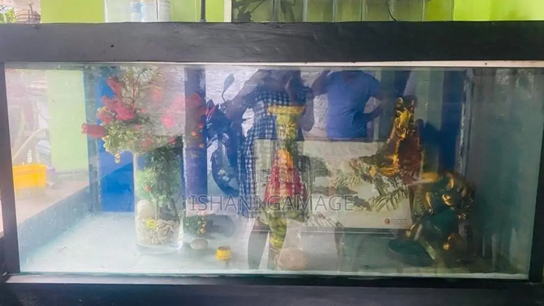 විශාල වීදුරු මාලු ටැංකි