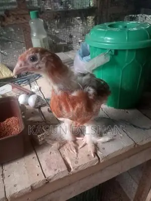 Brahma Chicks