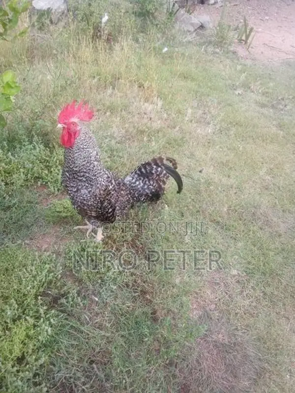 Country Chicken