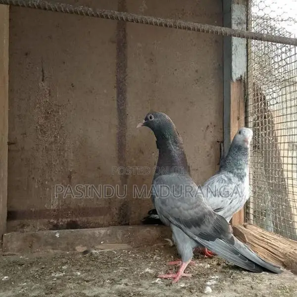 Pigeon