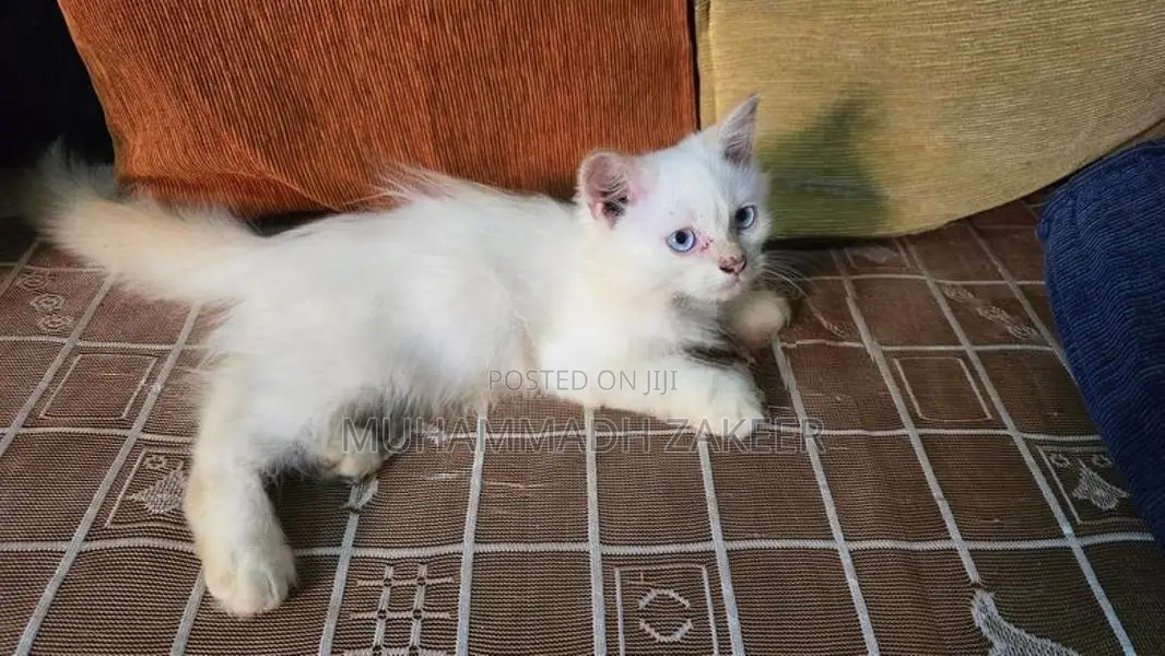 Persian