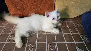 Persian
