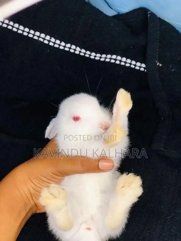 Rabbits
