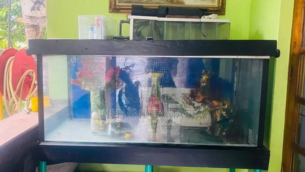 විශාල වීදුරු මාලු ටැංකි