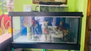 විශාල වීදුරු මාලු ටැංකි