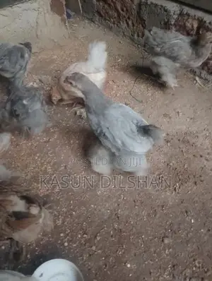 Brahma Chicks
