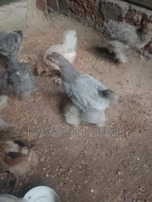 Brahma Chicks