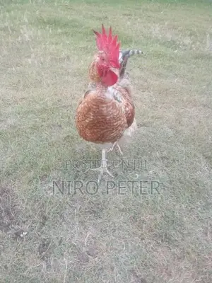 Country Chicken