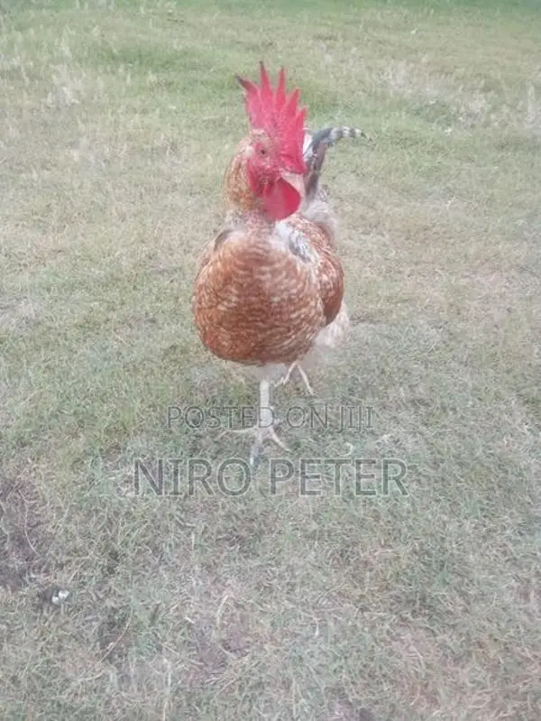 Country Chicken