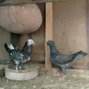 Pigeon