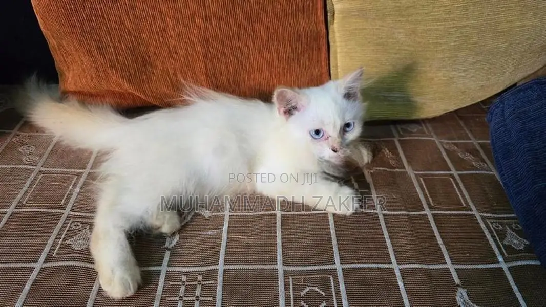 Persian